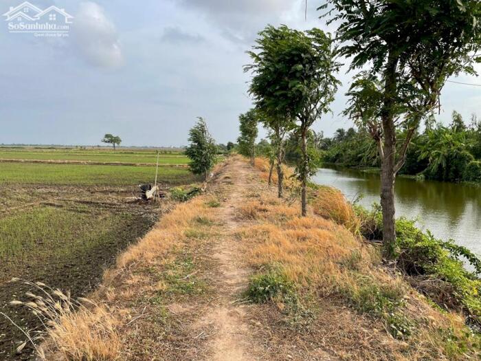 Hình ảnh B.á.n 2,3 mẫu đất ruộng rẻ giá 350tr/1000m2 mặt tiền kênh 3, gần Biển Rạch Bùn, Tân Điền. 2