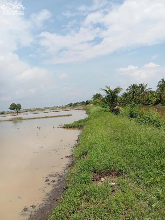 Hình ảnh B.á.n 2,3 mẫu đất ruộng rẻ giá 350tr/1000m2 mặt tiền kênh 3, gần Biển Rạch Bùn, Tân Điền. 4