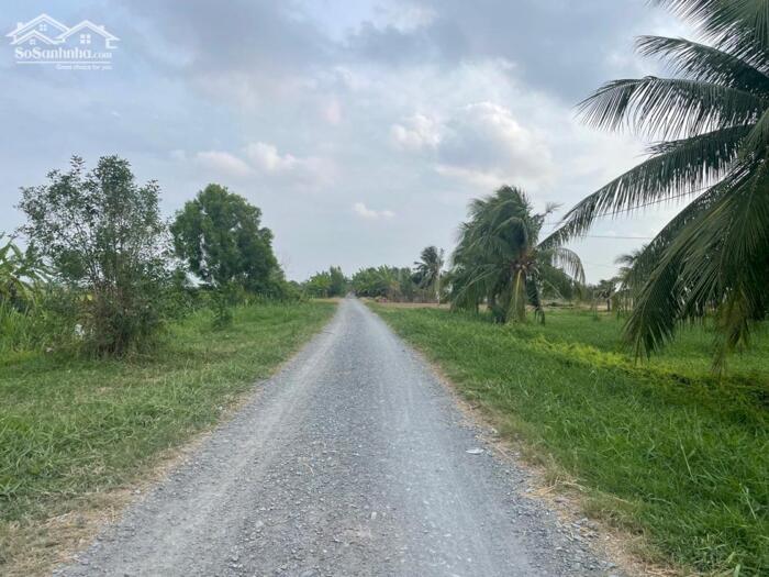 Hình ảnh B.á.n 2,3 mẫu đất ruộng rẻ giá 350tr/1000m2 mặt tiền kênh 3, gần Biển Rạch Bùn, Tân Điền. 0