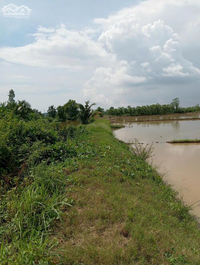 Hình ảnh B.á.n 2,3 mẫu đất ruộng rẻ giá 350tr/1000m2 mặt tiền kênh 3, gần Biển Rạch Bùn, Tân Điền. 6