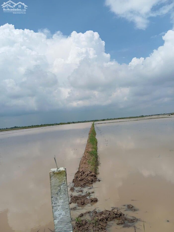 Hình ảnh B.á.n 2,3 mẫu đất ruộng rẻ giá 350tr/1000m2 mặt tiền kênh 3, gần Biển Rạch Bùn, Tân Điền. 3