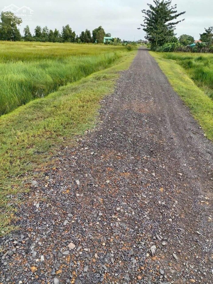 Hình ảnh Đất lúa Óc Đảo Long Hựu 3000m2 cần bán giá rẻ đầu tư chỉ 335tr/1000m2 2