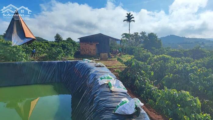 Hình ảnh Rẫy cà phê Đồng Tiến Đắk Nia nay là phường Đông Gia Nghĩa 0