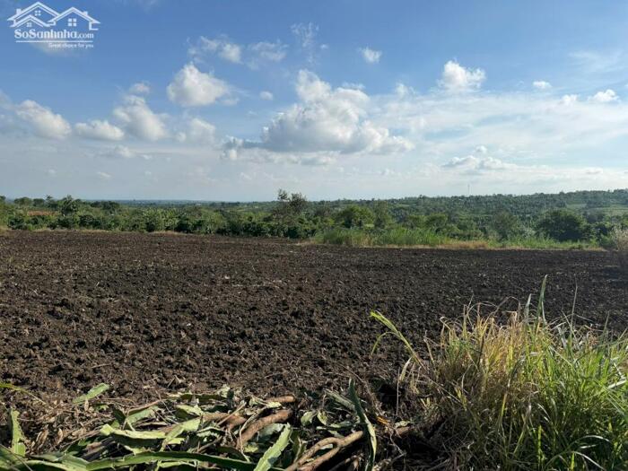 Hình ảnh Gần 9300m2 đất full hồng có thể lên thổ cư được chất đất màu mỡ trồng được các loại cây phù hợp farm, trang trại 0