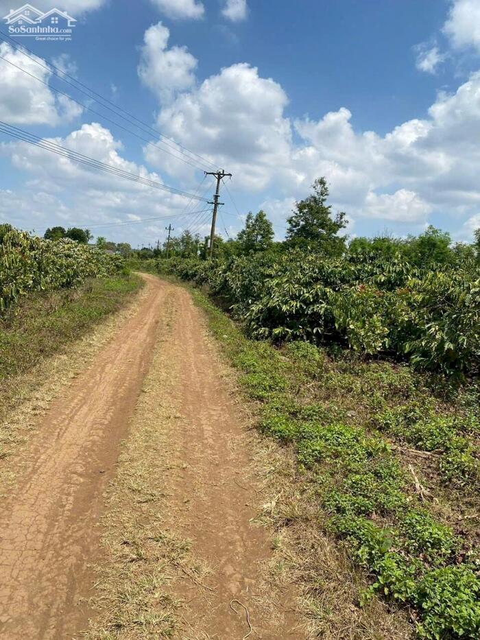 Hình ảnh Gần 9300m2 đất full hồng có thể lên thổ cư được chất đất màu mỡ trồng được các loại cây phù hợp farm, trang trại 1