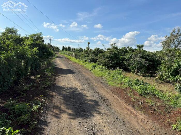 Hình ảnh Gần 9300m2 đất full hồng có thể lên thổ cư được chất đất màu mỡ trồng được các loại cây phù hợp farm, trang trại 2