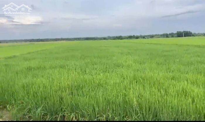 Hình ảnh 300tr/1000m2 đất ruộng cần bán tại Gia Thuận, Gò Công Đông, Tiền Giang cũ. 2