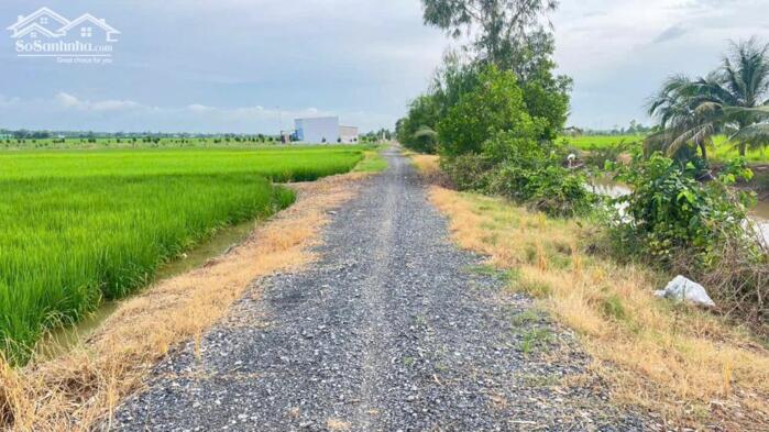 Hình ảnh bán 300tr/1000m2 đất ruộng cần bán tại Gia Thuận, Gò Công Đông, Tiền Giang cũ. 1