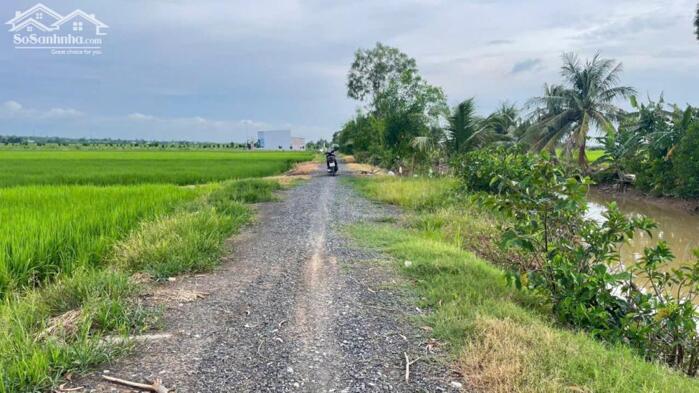 Hình ảnh bán 300tr/1000m2 đất ruộng cần bán tại Gia Thuận, Gò Công Đông, Tiền Giang cũ. 3