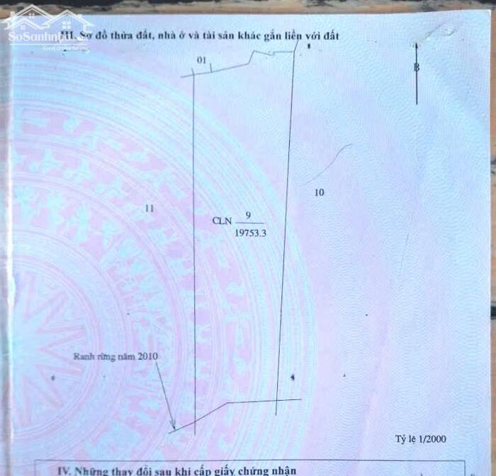 Hình ảnh 2ha rẫy cà tơ thiện trường bằng đẹp tại Trường Xuân, đầy đủ mọi tiện ích 3