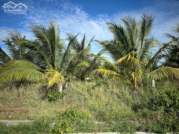 Hình ảnh 1 Ha Có 200m2 Thổ Cư Nằm Khu Dân Cư Đường Bê Tông Tân Tiến LaGi Gần Biển Giá Rẻ 0