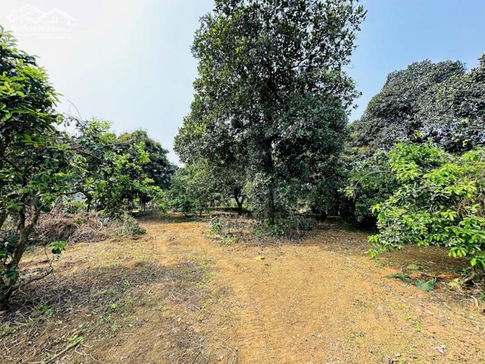 Hình ảnh SIÊU PHẨM LÔ GÓC CÓ DT 1911m2 VỊ TRÍ CỰC ĐẸP SÁT SÂN GOLF NHIỀU CÂY ĂN QUẢ 2