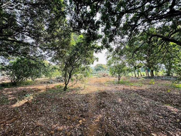 Hình ảnh SIÊU PHẨM LÔ GÓC CÓ DT 1911m2 VỊ TRÍ CỰC ĐẸP SÁT SÂN GOLF NHIỀU CÂY ĂN QUẢ 3