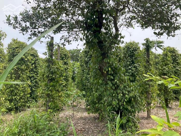 Hình ảnh Cư Ni- Ea Kar dt 7200m2 full hồng 2 mặt tiền đường 160m sẵn nhà cấp 4 tiêu cho thu chỉ 1ty xx 3