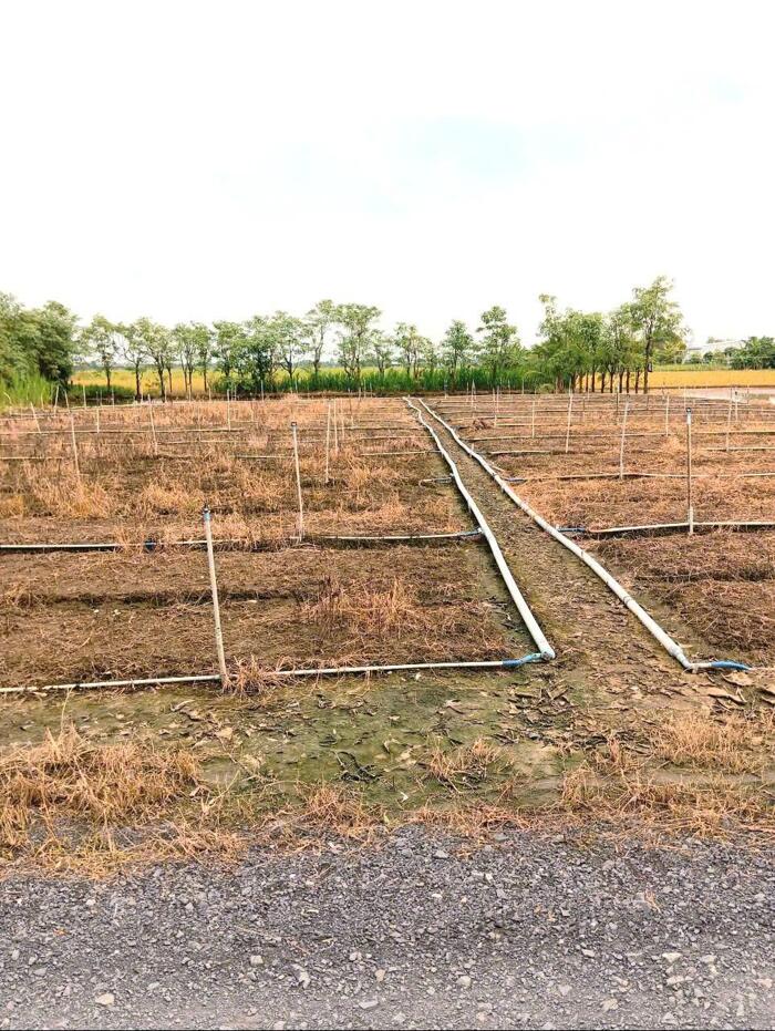 Hình ảnh (37x59) đất nền gần HL07 Bình Ân, Gò Công Đông, Tiền Giang cũ giá 850tr/1000m2 2