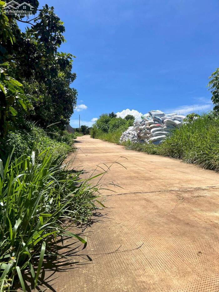 Hình ảnh ĐẤT VƯỜN SẴN NGUỒN THU VIEW ĐỈNH TẠI ĐINH VĂN LÂM HÀ 1