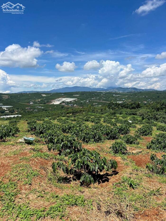 Hình ảnh ĐẤT VƯỜN SẴN NGUỒN THU VIEW ĐỈNH TẠI ĐINH VĂN LÂM HÀ 2