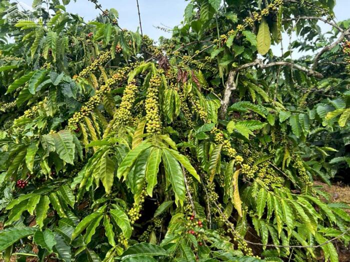 Hình ảnh 3,5ha cực phẩm cà phê và tiêu + view suối tại phường Đông Gia Nghĩa 1