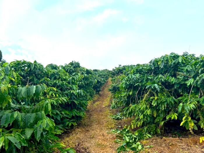 Hình ảnh 3,5ha cực phẩm cà phê và tiêu + view suối tại phường Đông Gia Nghĩa 5