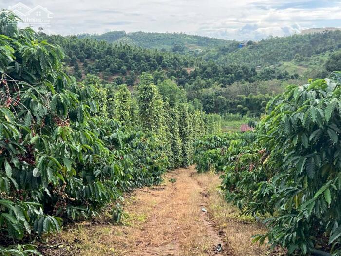 Hình ảnh 3,5ha cực phẩm cà phê và tiêu + view suối tại phường Đông Gia Nghĩa 2