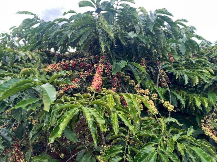 Hình ảnh 3,5ha cực phẩm cà phê và tiêu + view suối tại phường Đông Gia Nghĩa 3