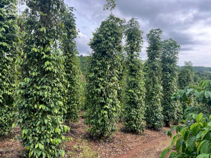 Hình ảnh 3,5ha cực phẩm cà phê và tiêu + view suối tại phường Đông Gia Nghĩa 6