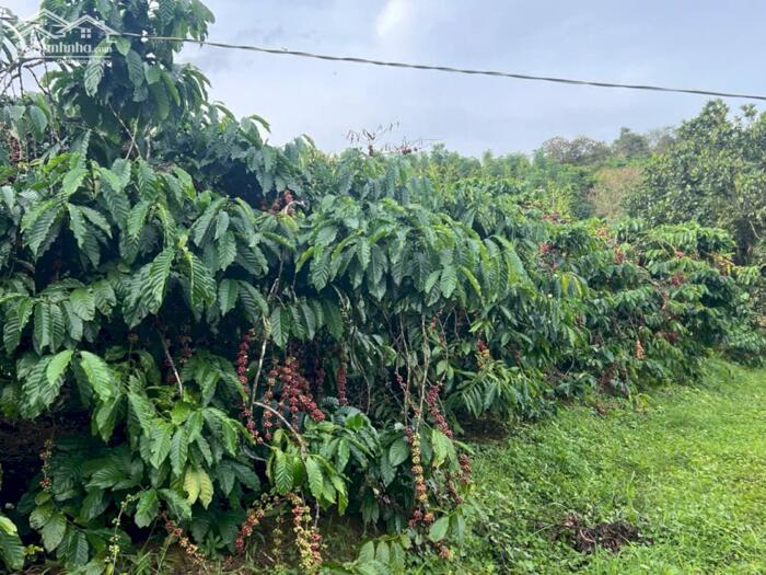 Hình ảnh 3,5ha cực phẩm cà phê và tiêu + view suối tại phường Đông Gia Nghĩa 7