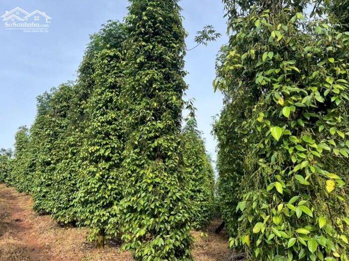 Hình ảnh 3,5ha cực phẩm cà phê và tiêu + view suối tại phường Đông Gia Nghĩa 4