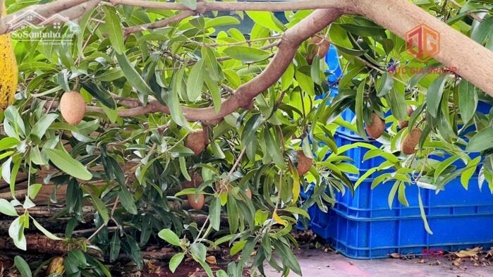 Hình ảnh Bán cặp nhà đẹp nhất mặt tiền đường N1, sổ hồng hoàn công 500m2 sàn ngang 10m giá 28.5 tỷ 11