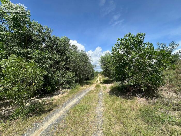 Hình ảnh Siêu Phẩm 10023m2 View Biển LaGi – Giá Chỉ 2,6 Triệu/m² – Duy Nhất 1 Lô 4