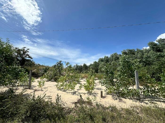 Hình ảnh Siêu Phẩm 10023m2 View Biển LaGi – Giá Chỉ 2,6 Triệu/m² – Duy Nhất 1 Lô 1