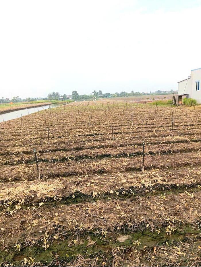 Hình ảnh Bán 6 công đất nền đẹp, mặt tiền ôtô giá 500tr/1000m2 tại Tân Điền, Gò Công Đông, Tiền Giang 1