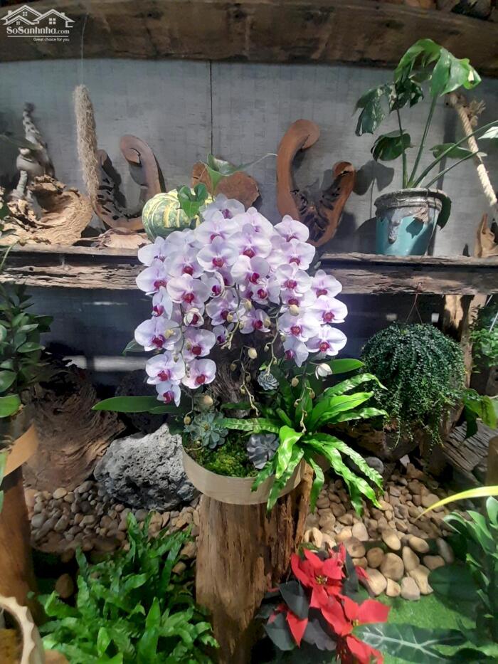 Hình ảnh MẶT TIỀN BÀU TRÀM _ P. KHUÊ TRUNG _ 75 M² _ GIÁ 6.95 TY 0