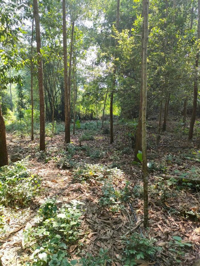 Hình ảnh BÁN LÔ ĐẤT VIEW ĐẸP – GIÁ TỐT TẠI KIM BÔI – HÒA BÌNH 0