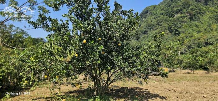 Hình ảnh Bán Gấp 2200m Bám suối , gần đường quốc lộ 4