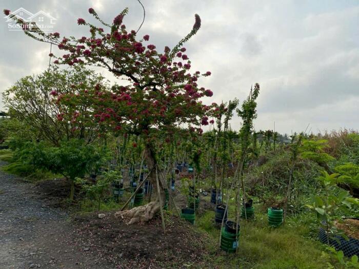 Hình ảnh Hơn mẫu đất Mt Nguyễn Văn Quá, Lợi Bình Nhơn TP Tân An 3