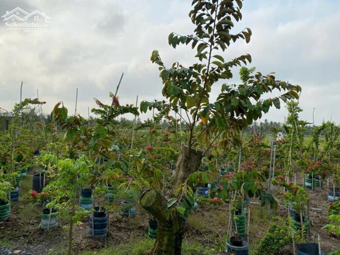 Hình ảnh Hơn mẫu đất Mt Nguyễn Văn Quá, Lợi Bình Nhơn TP Tân An 5