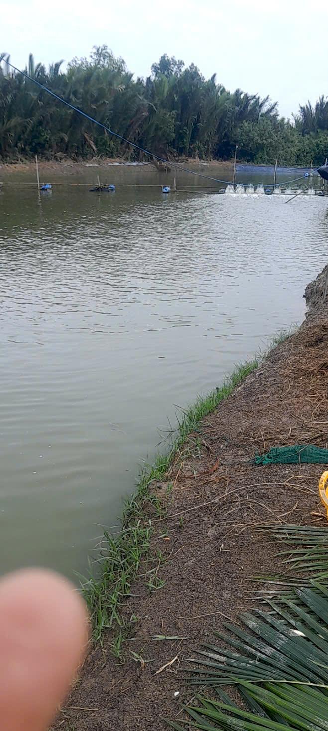 Hình ảnh Hàng ngộp xả gấp 2485m2 đất lúa mt Sông Vàm Cỏ hết sổ 550tr 3