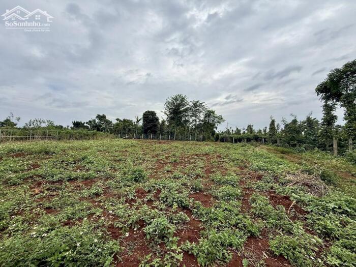 Hình ảnh Đất Nn View Trên Cao Hẻm 327 Y Moal 42X20M Giá 3,7 Tỷ Khu Dân Cư Quỳnh Anh 0