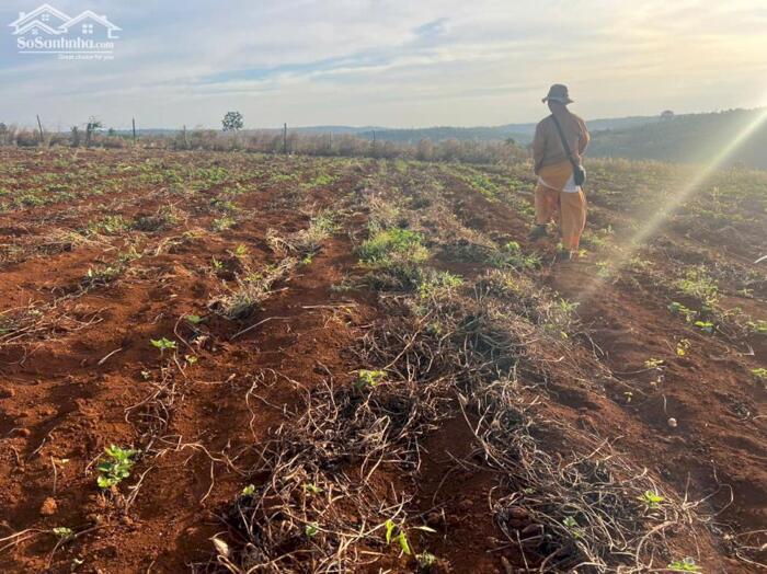 Hình ảnh 14ha view hồ tự nhiên đẹp,xe cont vào tận nơi,giá rẻ nhất khu vực 9