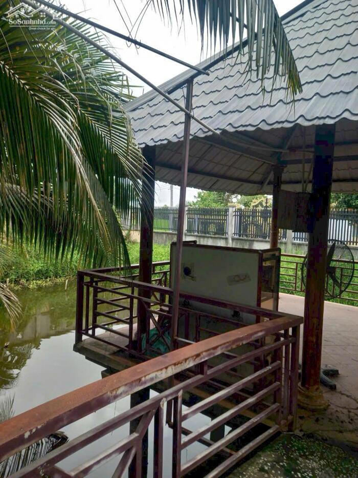 Hình ảnh Đất lúa 1000m2 có sẵn nhà vườn mt xe hơi xã Tân Lân giá 2 tỏi 5 2