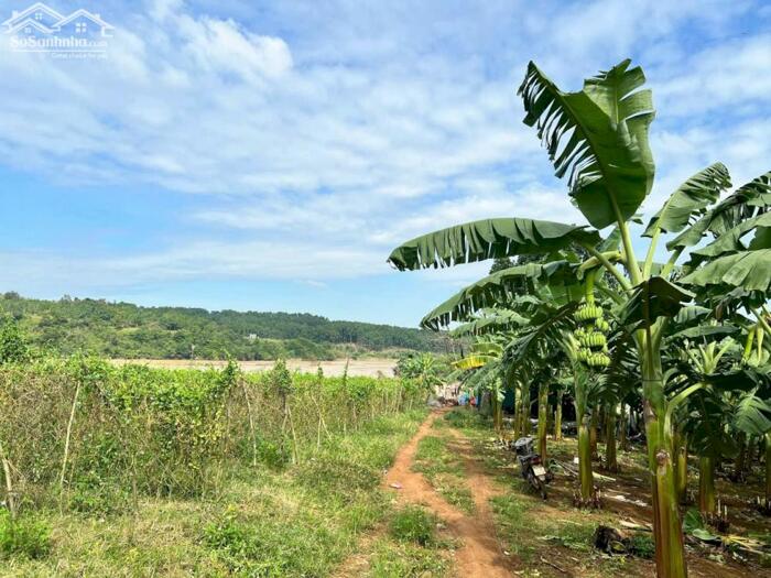 Hình ảnh Đất thành phố BMT dt 7182m2 giáp sông Serepok, đường oto tới đất, cách BMT chỉ 13km phù hợp làm farm hoặc homestay 2