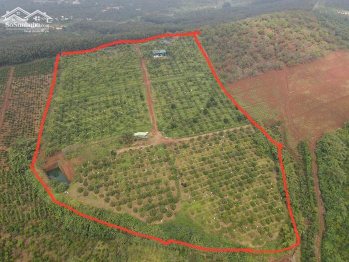 Hình ảnh 6,4ha SR + Chanh ko hạt, thế đất bằng thoải, cách nhựa 30m 0