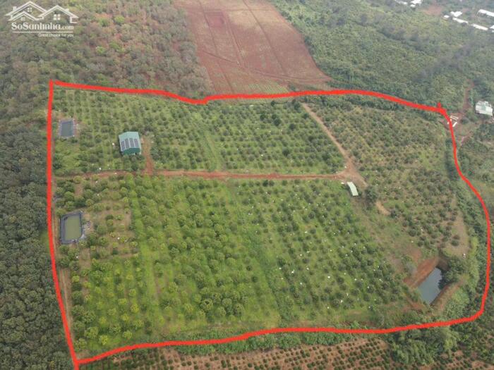 Hình ảnh 6,4ha SR + Chanh ko hạt, thế đất bằng thoải, cách nhựa 30m 1