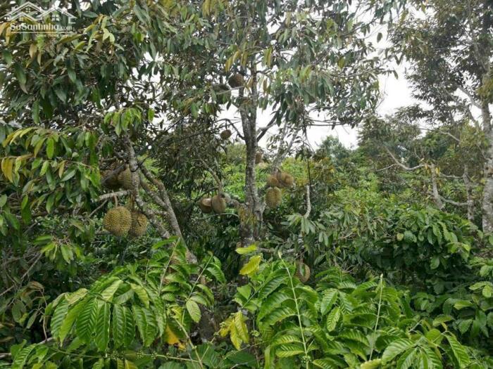 Hình ảnh Ea Tosh- Krông Năng- Đắk Lắk dt 8*48m sẵn 60m2 thổ mặt tiền đường bê tông kdc bàn cờ thông các hướng chỉ 4xxtr 3