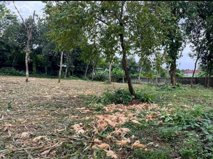 Hình ảnh LÔ ĐẸP CƯ YÊN – 1300M² GIÁ CHỈ HƠN 3TR/M²! 5