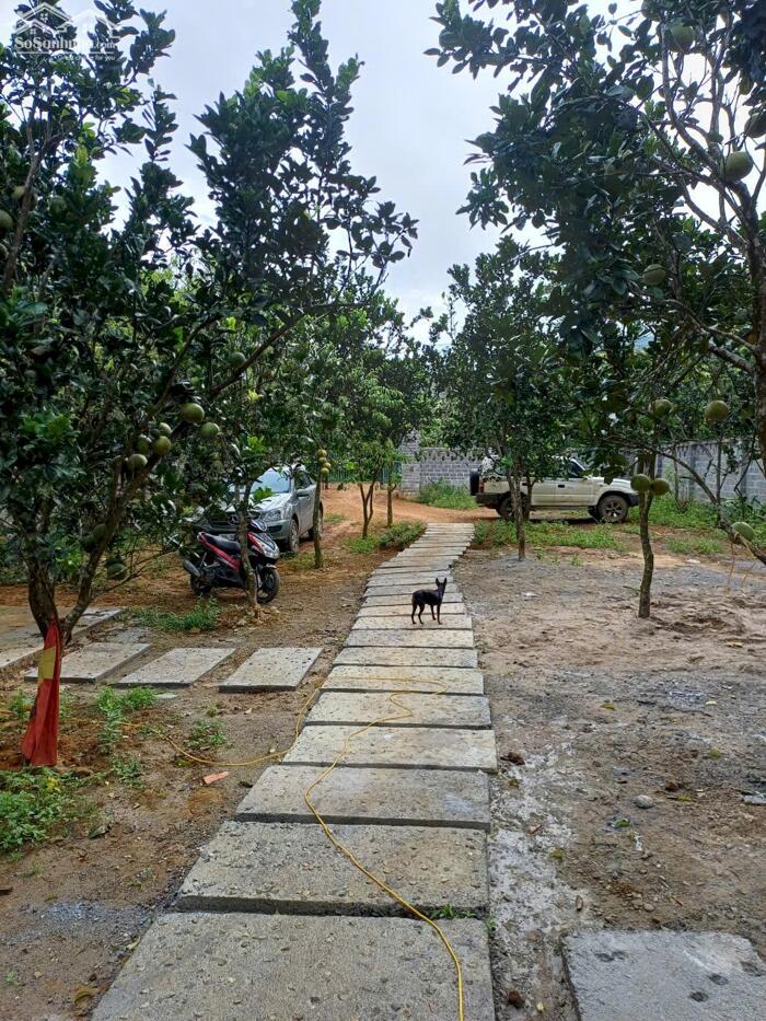 Hình ảnh SIÊU PHẨM 2240M² NHÀ VƯỜN HOÀN THIỆN – THUNG RẾCH, KIM BÔI 6