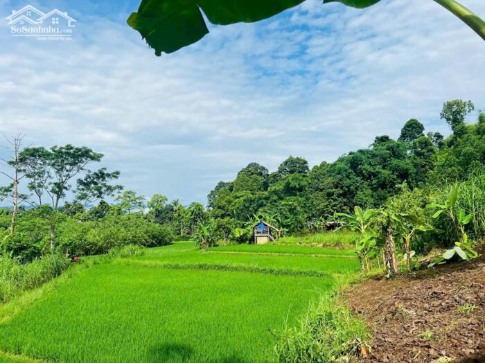 Hình ảnh ️Tổng diện tích sử dụng lên đến 3500m2 trong đó 1185m2 đất ở + vườn. Tặng kèm 2400m2 đất ao và lúa. 2