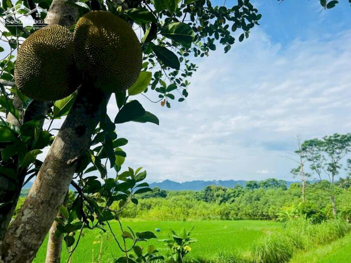 Hình ảnh ️Tổng diện tích sử dụng lên đến 3500m2 trong đó 1185m2 đất ở + vườn. Tặng kèm 2400m2 đất ao và lúa. 1