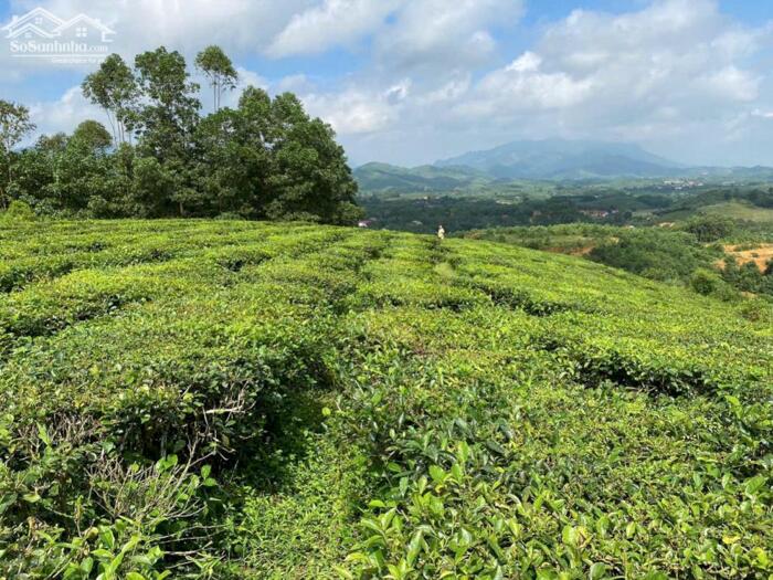 Hình ảnh CƠ HỘI LẬP LÀNG SINH THÁI MIỀN NÚI THANH SƠN – GIÁ RẺ HIẾM! 4